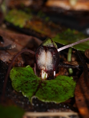 Corybas sanctigeorgianus