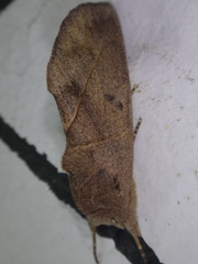 Hemiceratinae