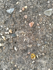 Harmonia axyridis