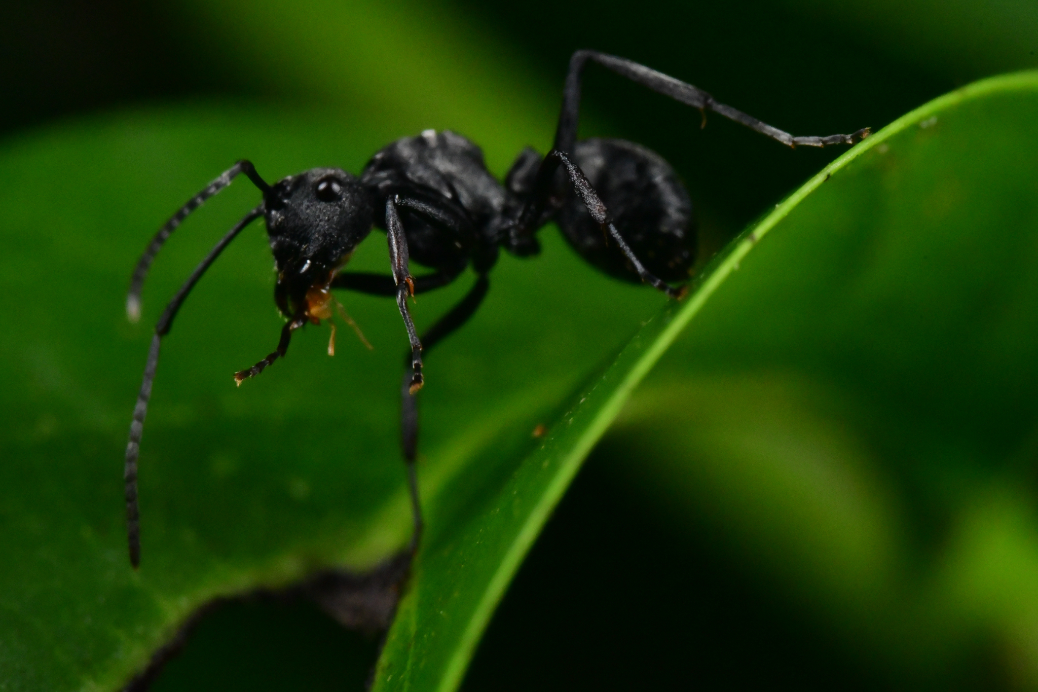 Polyrhachis carbonaria