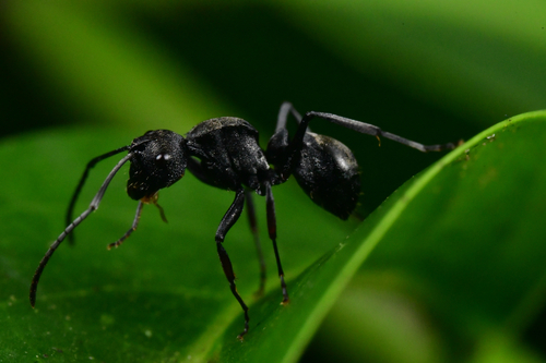 Polyrhachis carbonariaPolyrhachis carbonaria