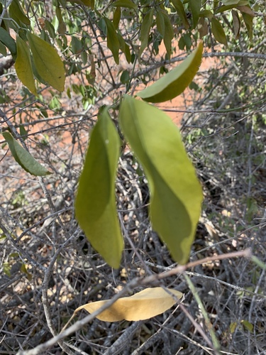 Pristimera longipetiolata image