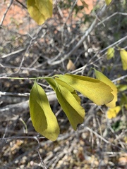 Pristimera longipetiolata image