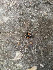 Harmonia axyridis
