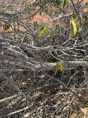 Pristimera longipetiolata image