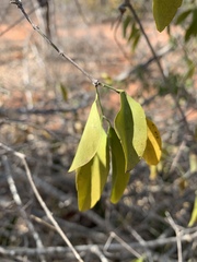 Pristimera longipetiolata image