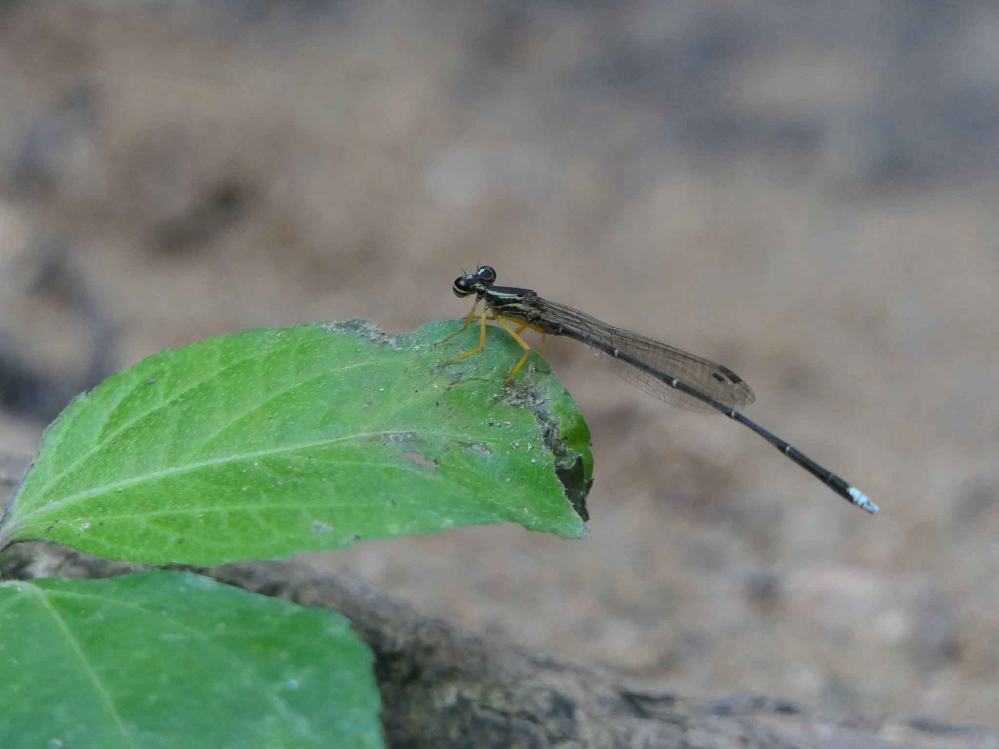 Yellow Featherleg