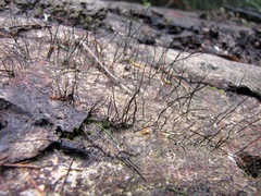 Xylaria filiformis
