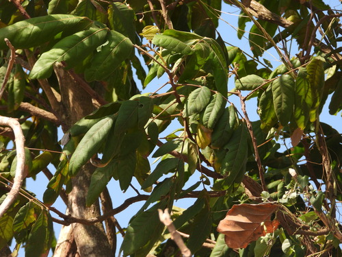 Mertajam (Lepisanthes rubiginosa)