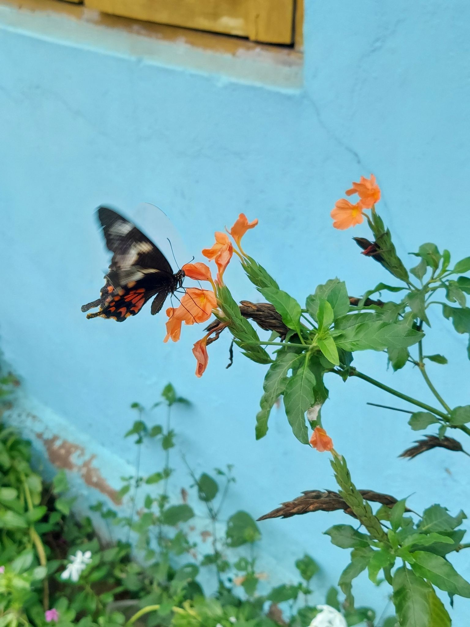 Common Mormon