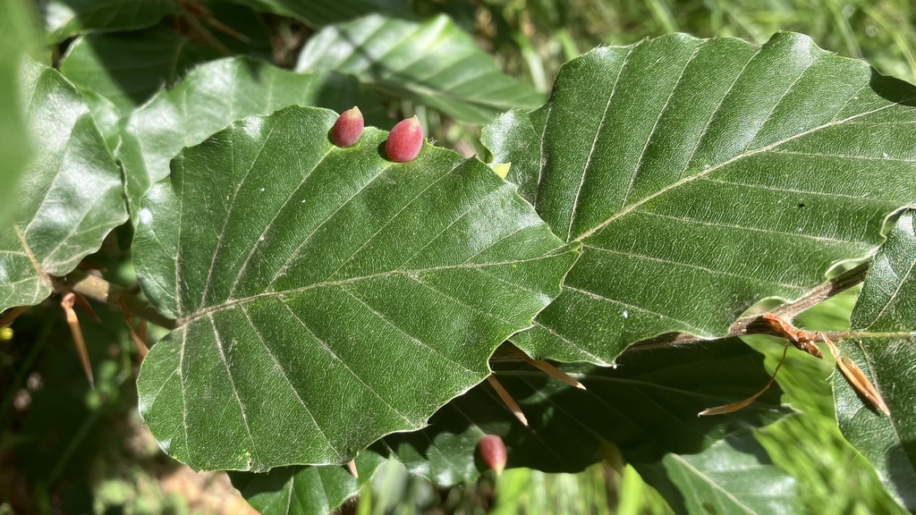 Fagus sylvatica