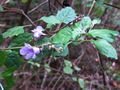 Prostanthera melissifolia