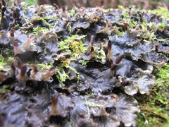 Peltigera dolichorhiza