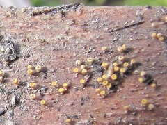 Lachnum pteridophyllum