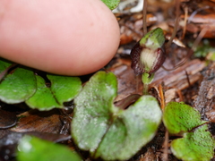 Corybas sanctigeorgianus