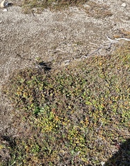 Betula michauxii