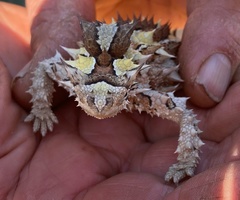 Moloch horridus