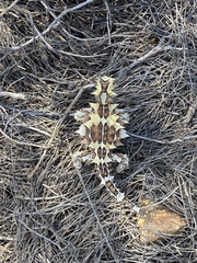 Moloch horridus