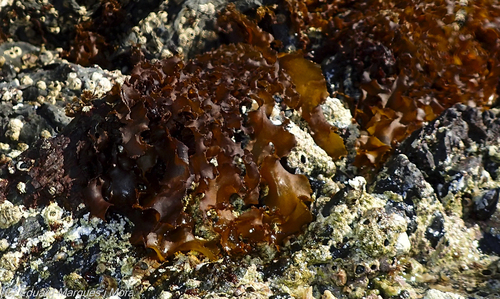 Rissoella verruculosa observed 2025-06-20