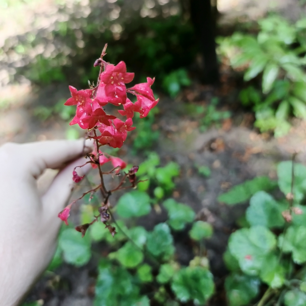 Heuchera