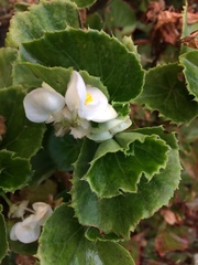 Begonia cucullata hookeri
