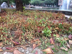 Begonia cucullata hookeri
