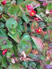 Begonia cucullata hookeri