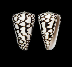 Conus marmoreus