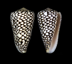 Conus marmoreus