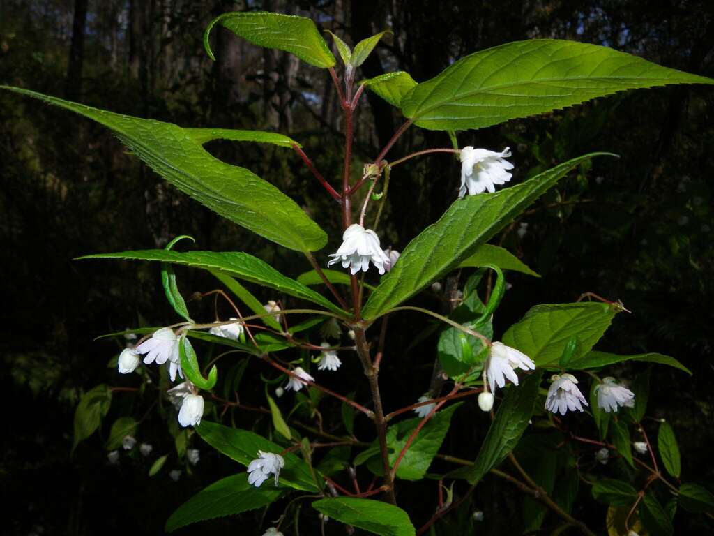 Mountain Wineberry