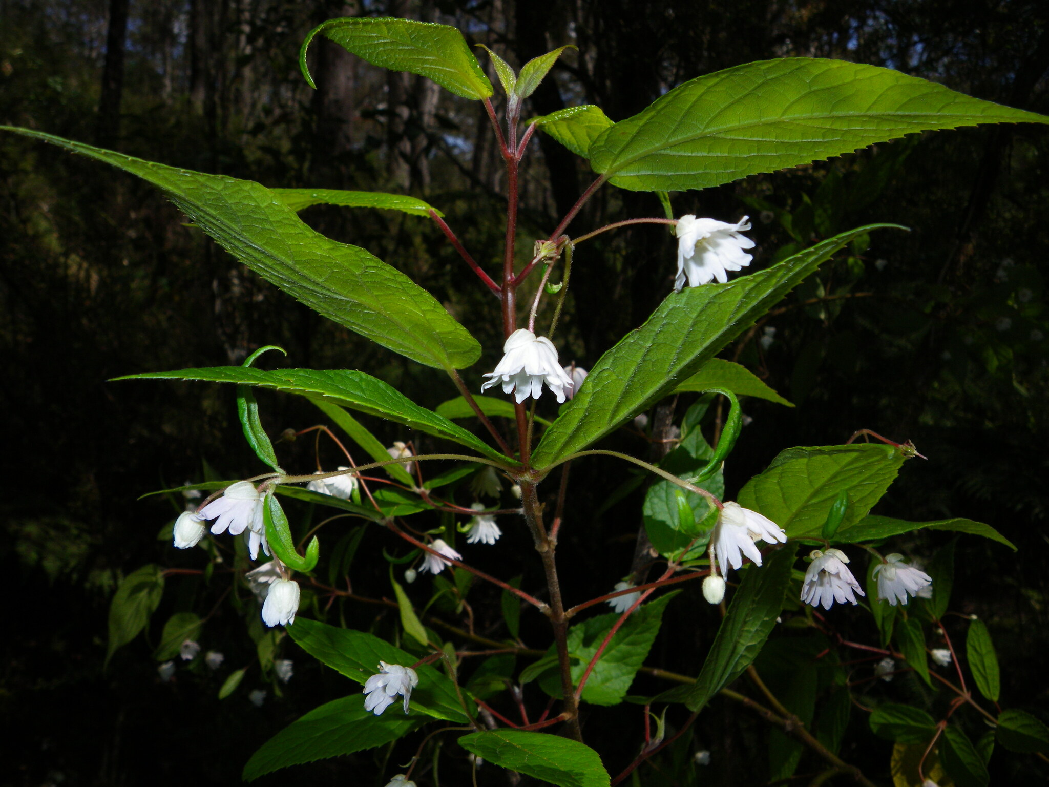 Mountain Wineberry (Aristotelia australasica)