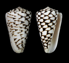 Conus marmoreus