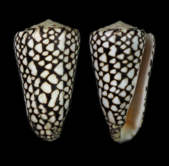 Conus marmoreus