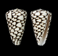 Conus marmoreus