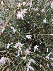 Genista umbellata