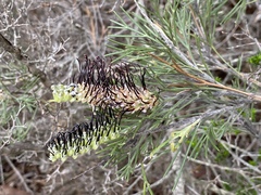 Grevillea hookeriana