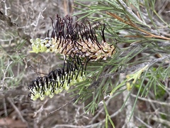 Grevillea hookeriana