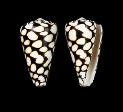 Conus marmoreus