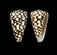 Conus marmoreus