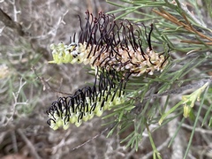 Grevillea hookeriana