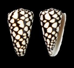 Conus marmoreus