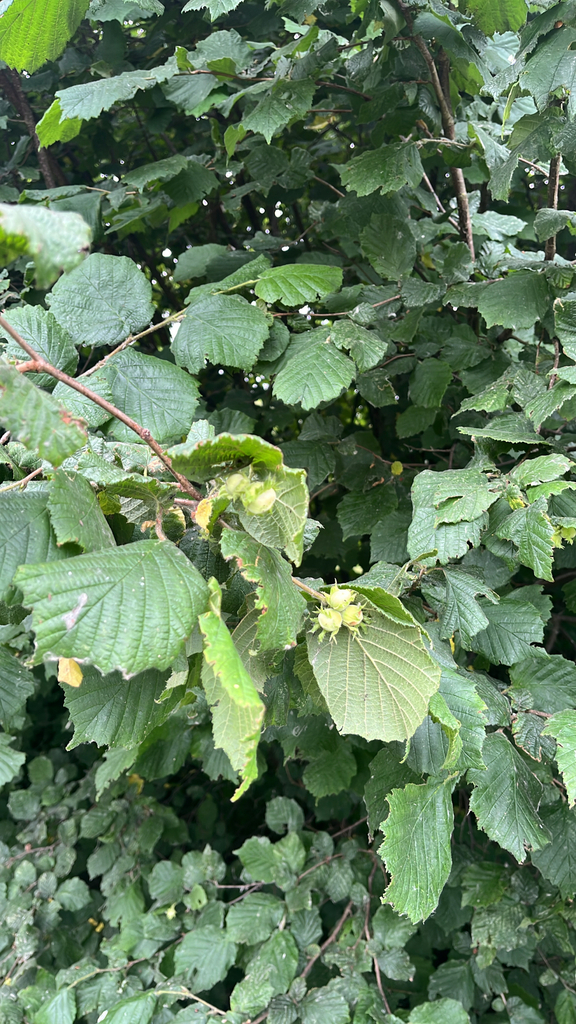 Corylus