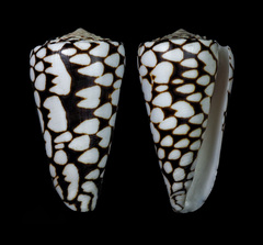 Conus marmoreus