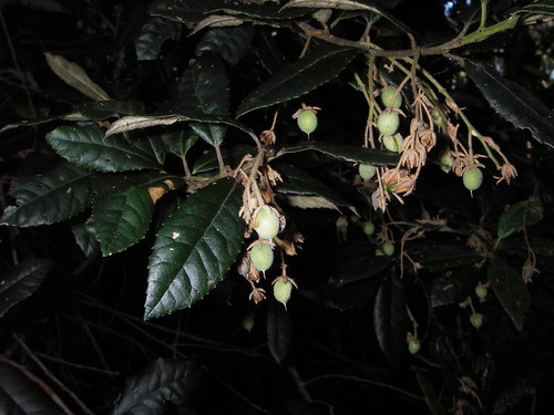 black olive-berry (Elaeocarpus holopetalus)