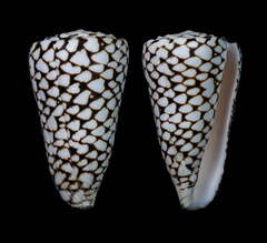 Conus marmoreus