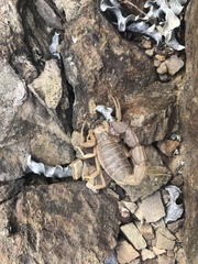 Parabuthus planicauda