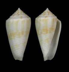 Conus limpusi