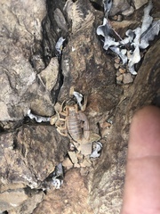 Parabuthus planicauda