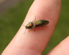 Nitidolimonius resplendens