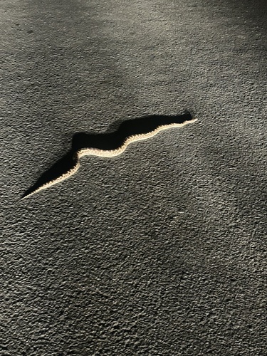 Coastal Carpet Python sighting